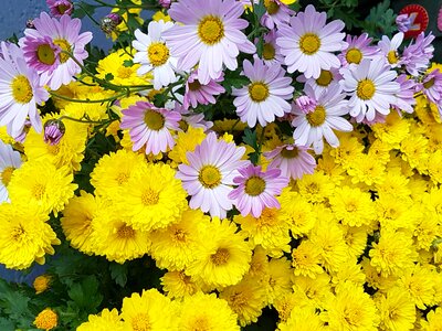 Flowers chrysanthemum free pictures photo