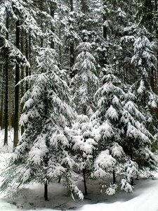 Snowy firs snow landscape photo