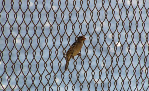 Slavery barrier obstacle
