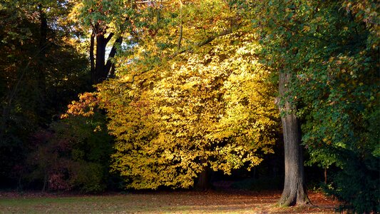 Leaves autumn colours colored
