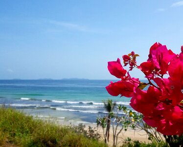 Beach sea pink