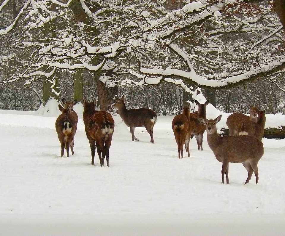Animals wildlife forest