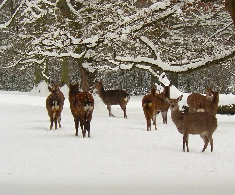 Animals wildlife forest photo