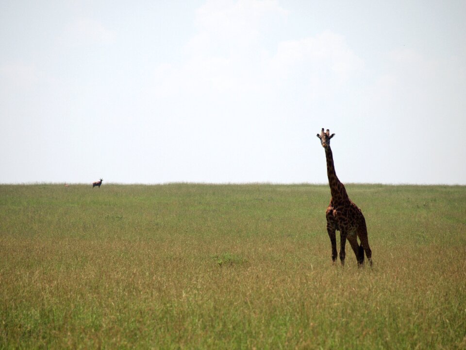 Kenya giraffe wild animals