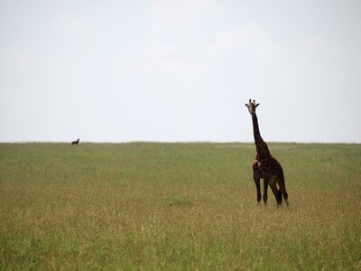 Kenya giraffe wild animals