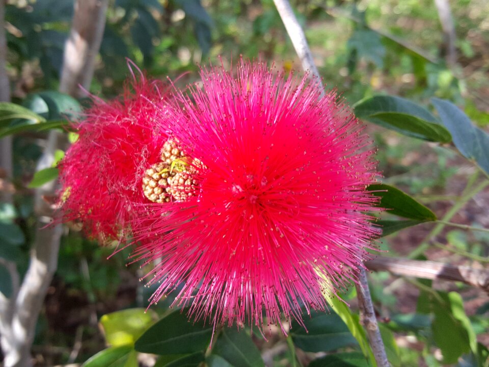 Flora flower puffs