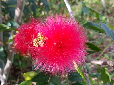 Flora flower puffs