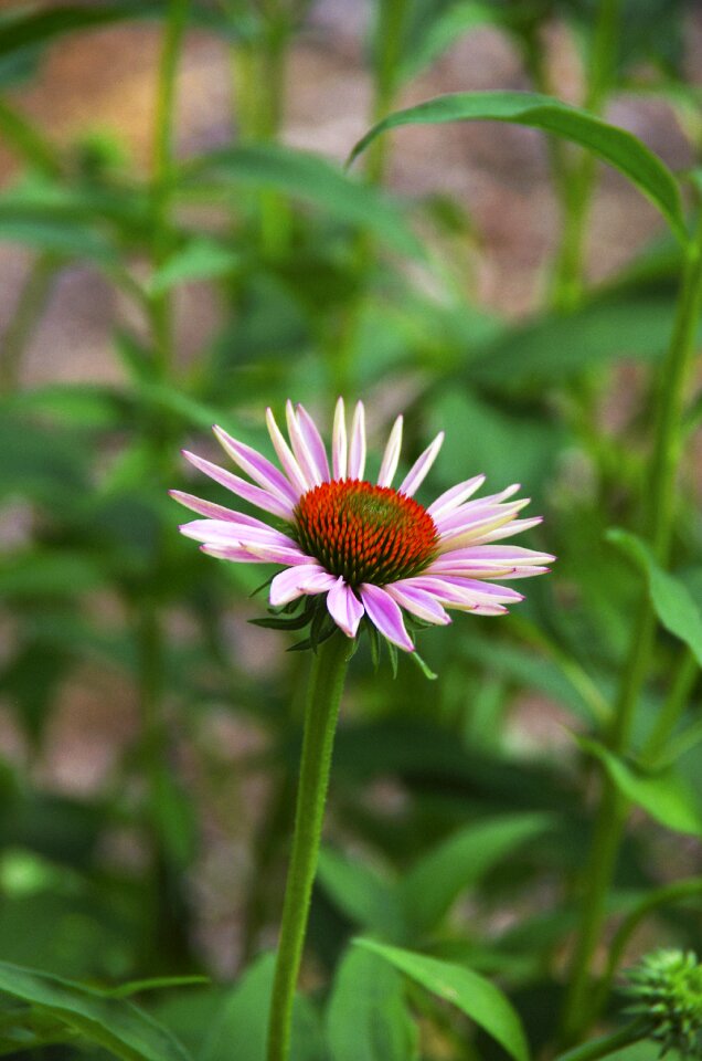 Flower blooming summer