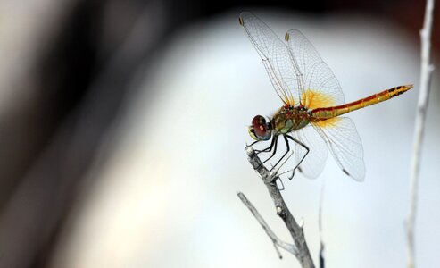 Sympetrum frequens dragonfly photo