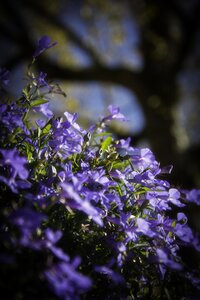 Nature flora plant