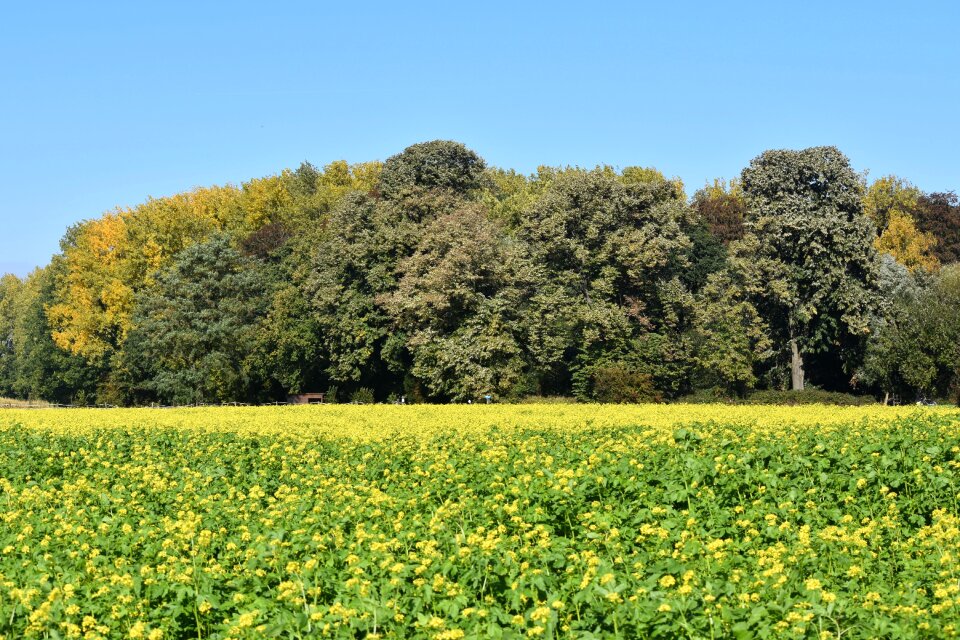 Colors rapeseed trees