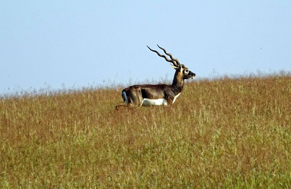 Animal mammal cervicapra