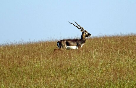 Animal mammal cervicapra photo