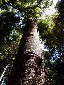 Rainforest environment