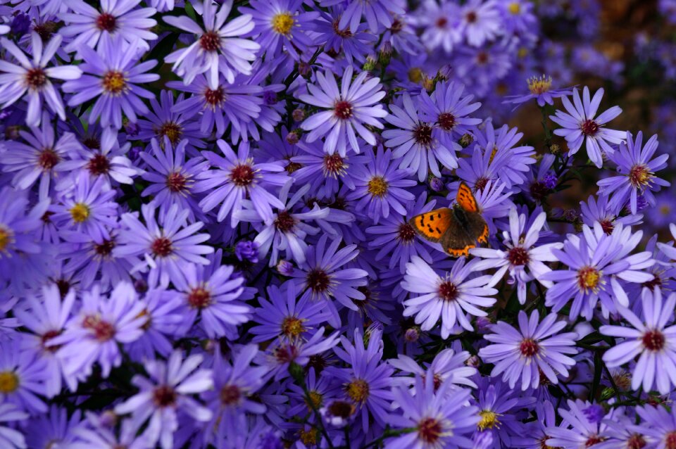 Purple insect garden
