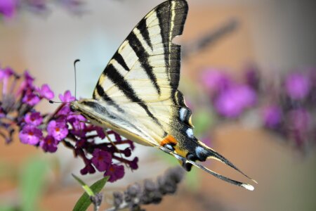 Animal butterfly park nature