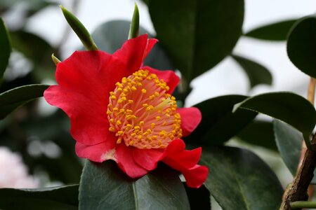 Camellia rajec jestrebi red
