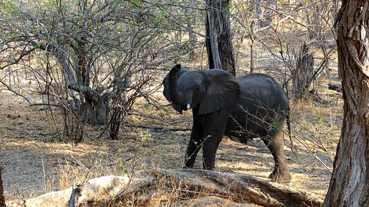 Botswana drought cobe