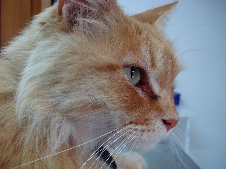 Cat cat head domestic feline