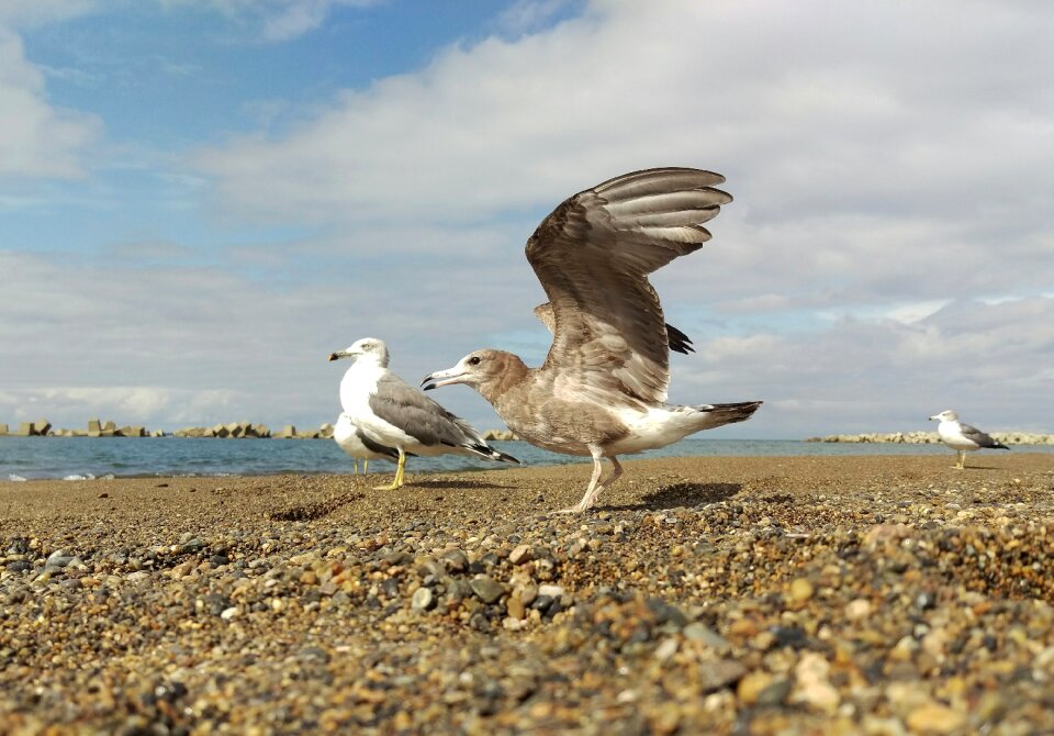 Young bird wild birds wild animal