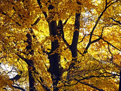 Aesthetic branches leaves photo