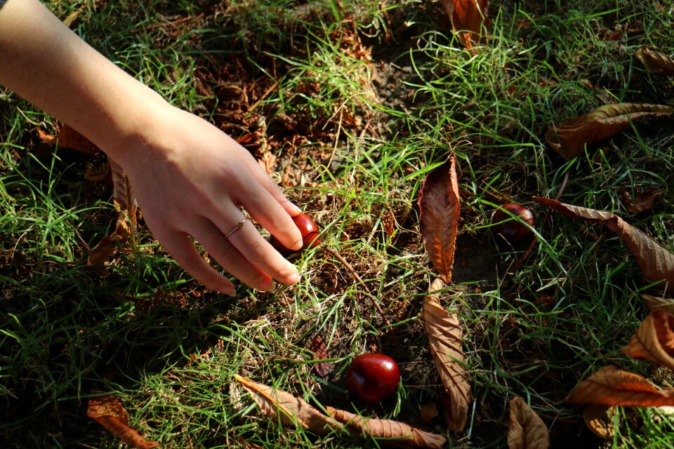 Nature autumn