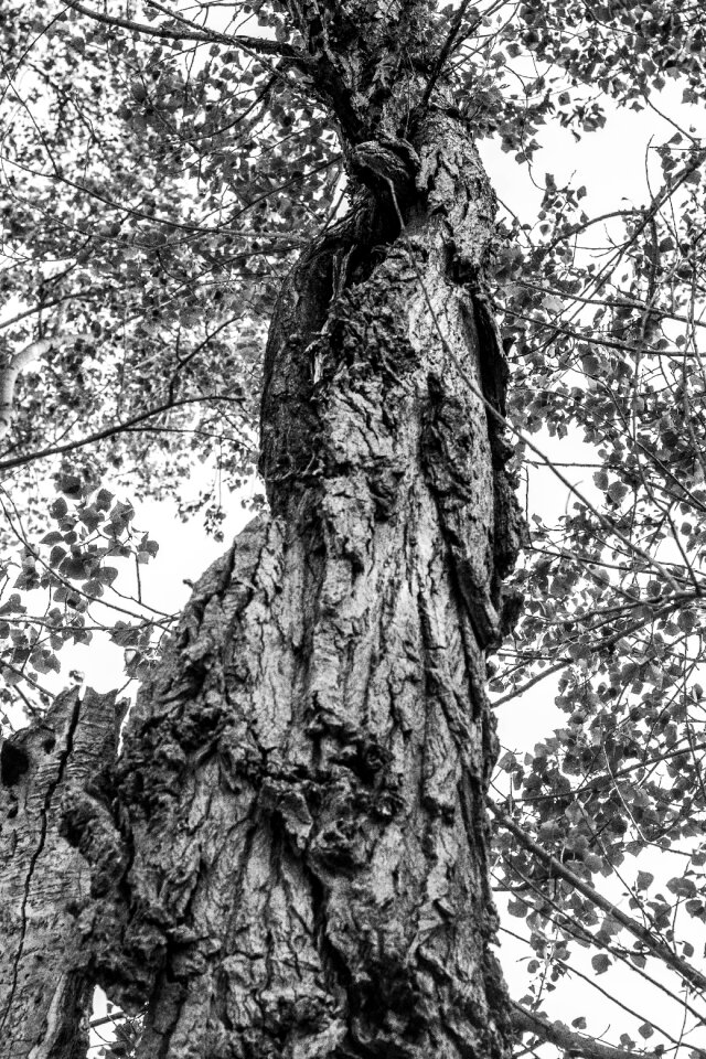 Nature photography black white