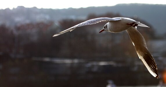 The seagull backlight smichov