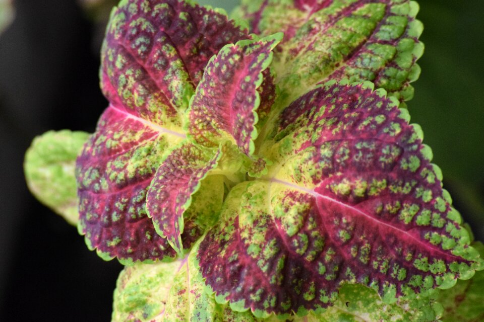 Plant green purple