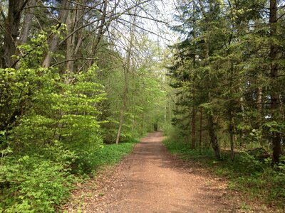 Nature forest path hiking