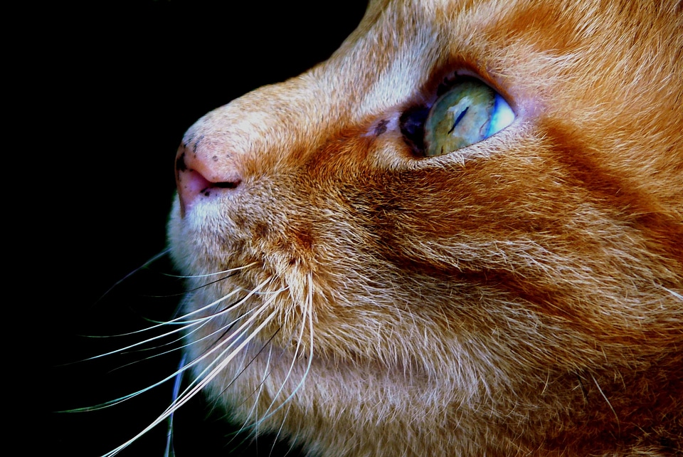 Domestic cat cat face head