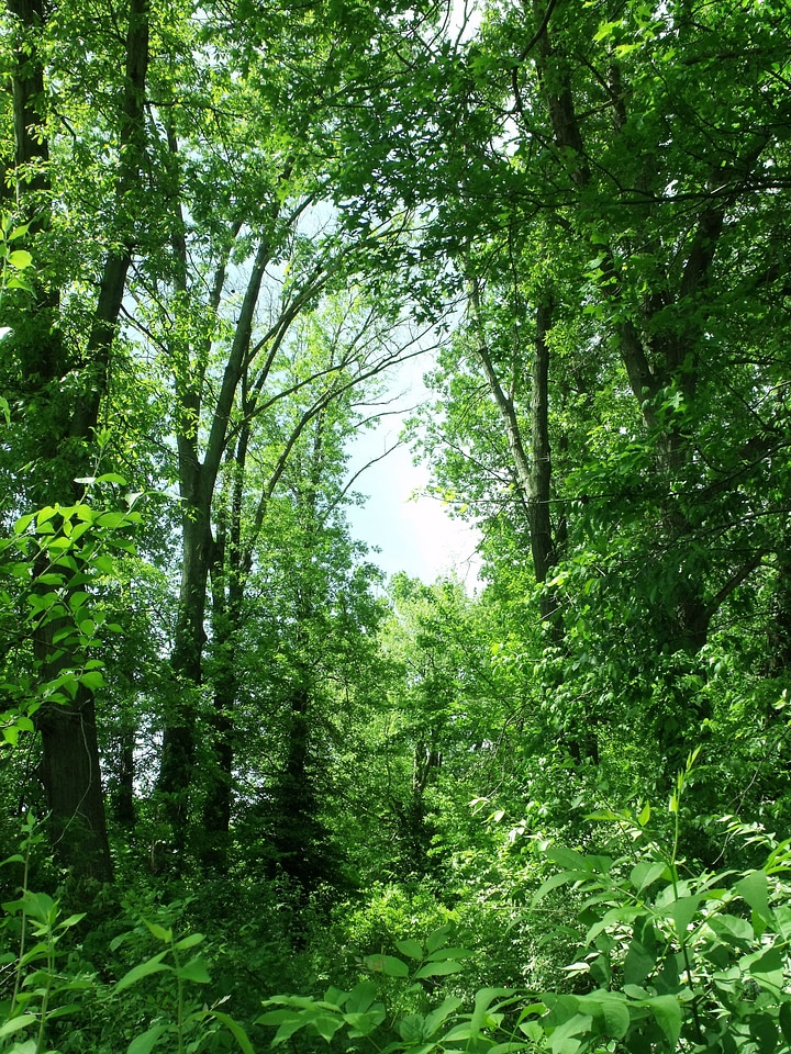 Tree organic agriculture
