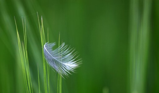 Feather corn field photo