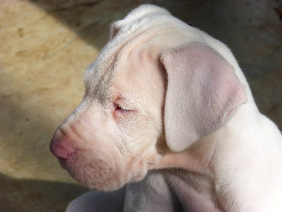 White dog adorable pet