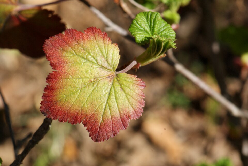 Purple nature foliage