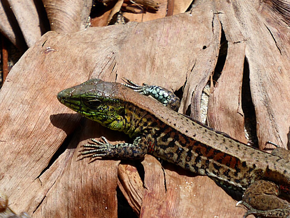 Animal brown costa rica