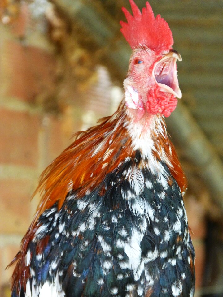 Crowing cockcrow quiquina