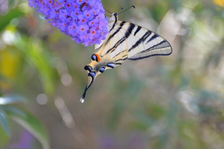 Animal butterfly park nature photo