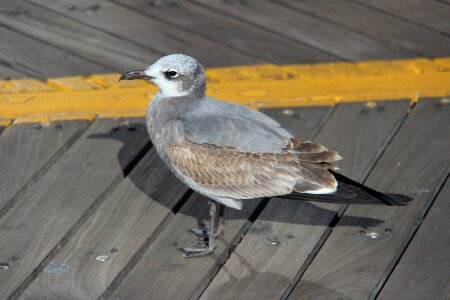 Seagull outdoor photo
