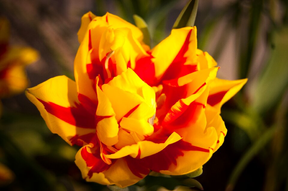 Close up tulip macro photo