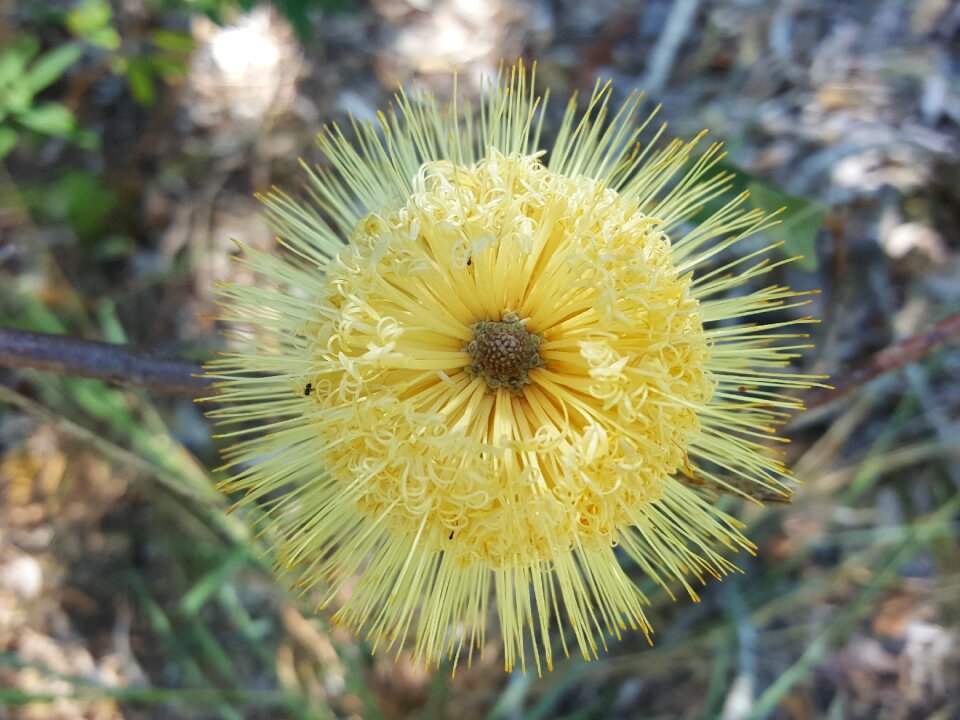 Nature flower australian
