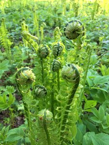 Fern rostock nature