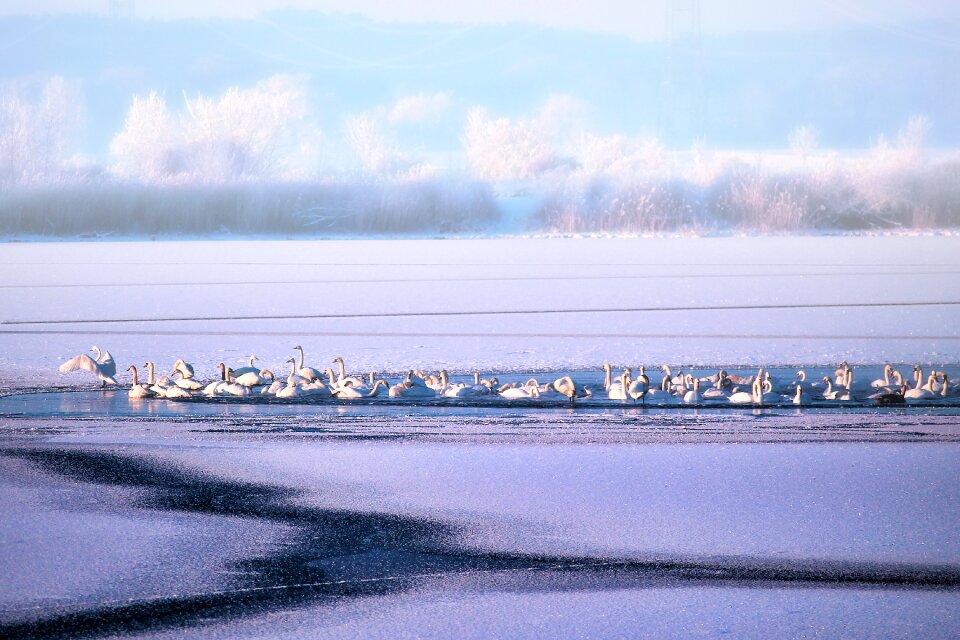 Swans winter impressions wintry photo