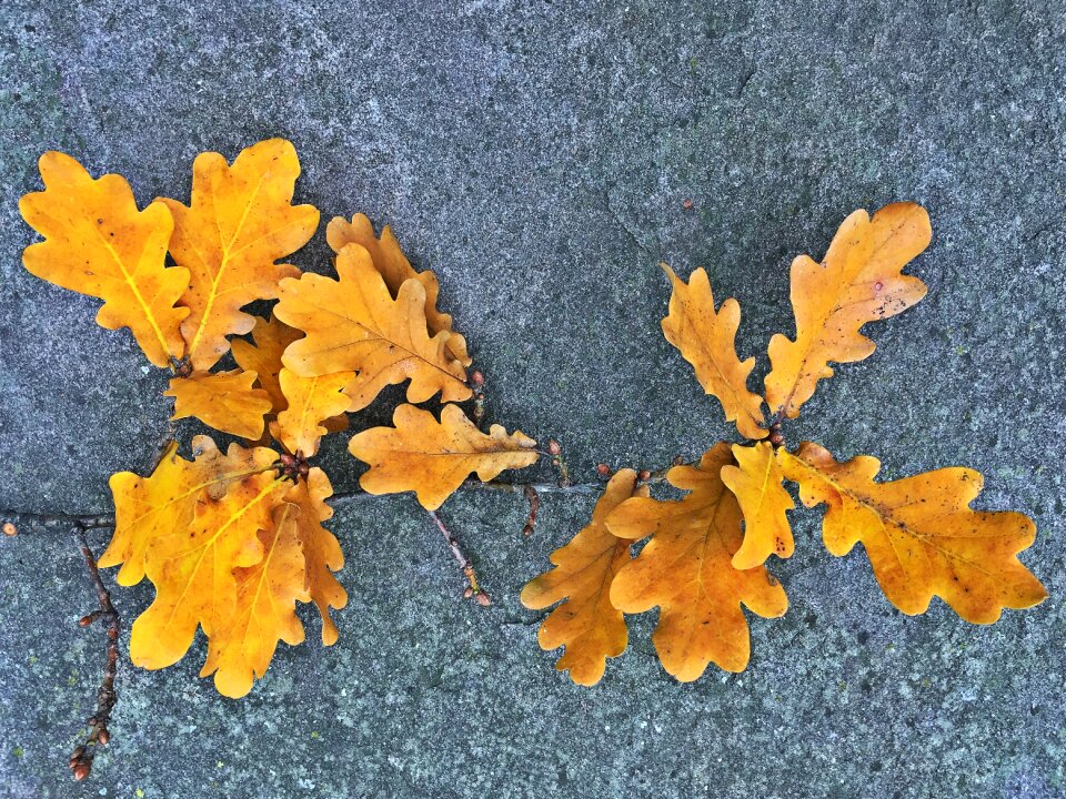 Oak leaves leaf tree