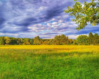 Light meadow grass trees