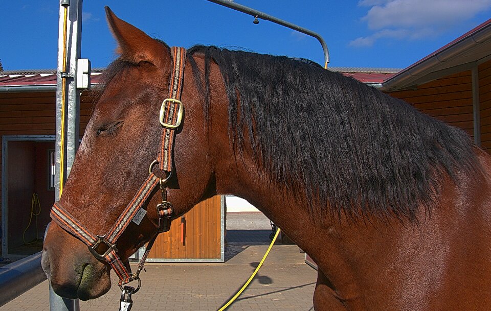 Horse head reiter stall