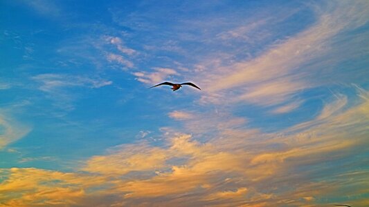 Clouds seagull flights