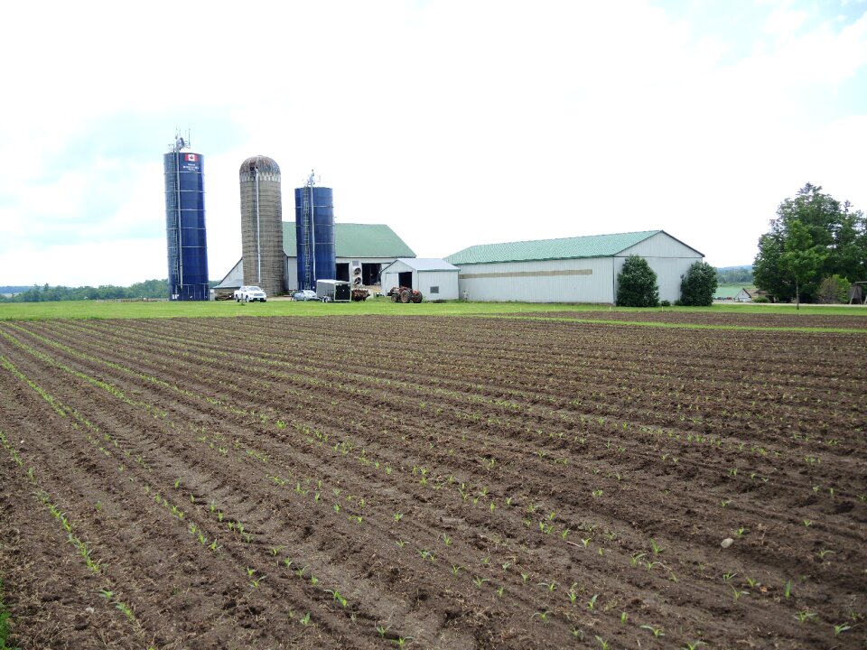 Plant furrow farmland
