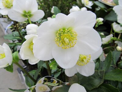 Christmas flower winter helleborus