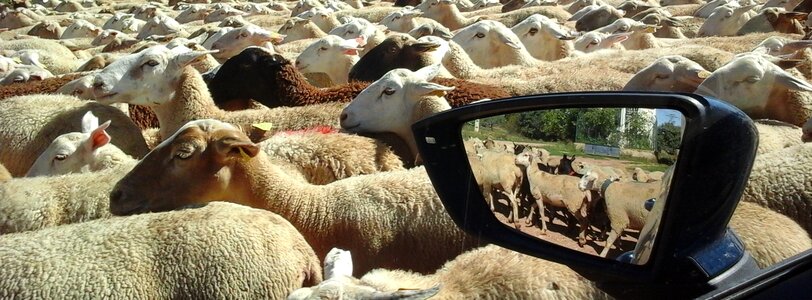 Rear-view mirror livestock flock photo